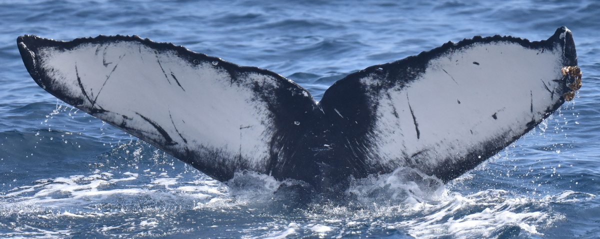 Fluke of CRC-22924