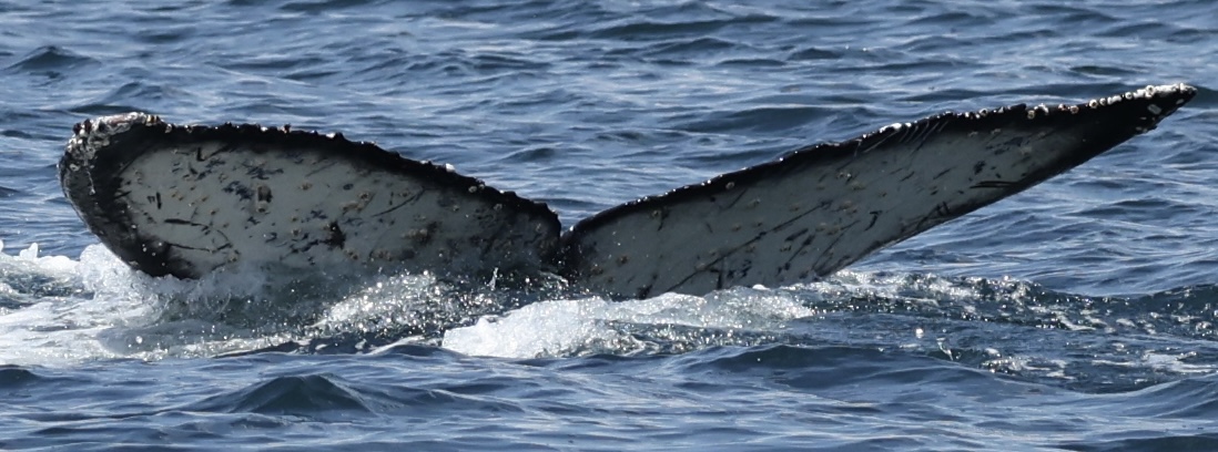 Fluke of 2024-2025 calf of Fade