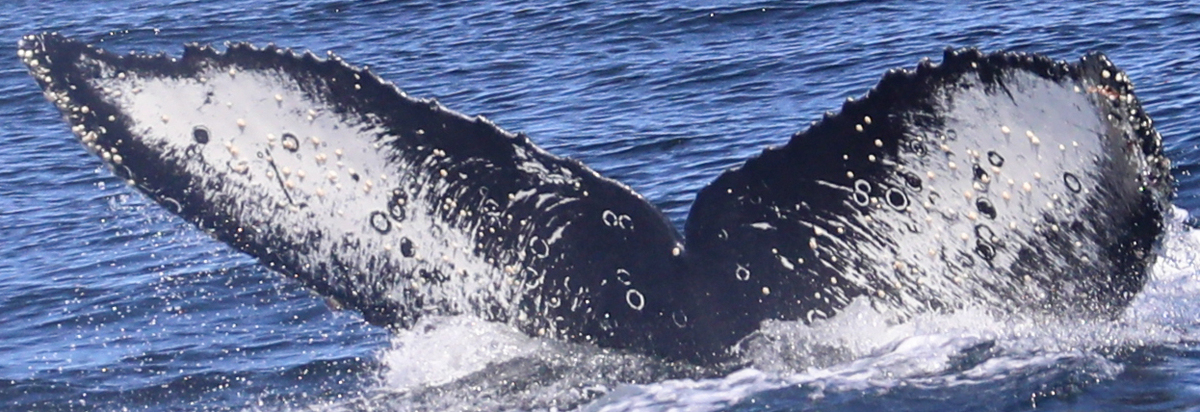 Fluke of HW-MN0503735