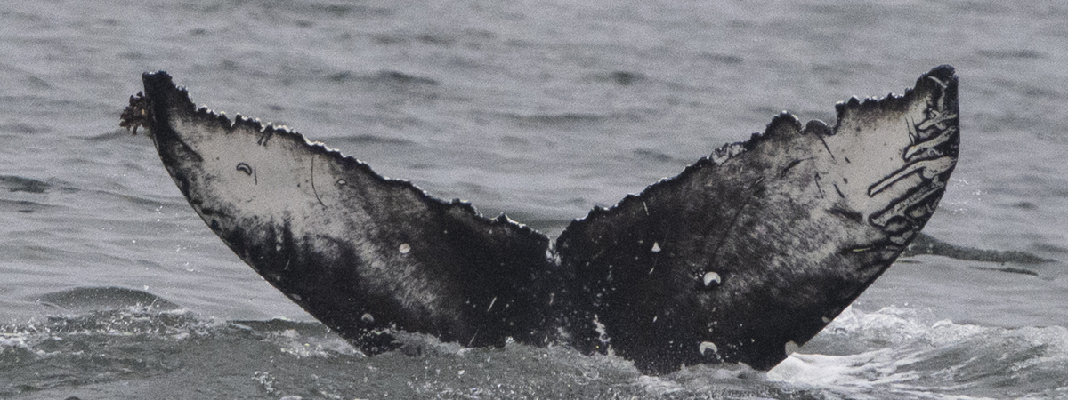 Fluke of CRC-23140