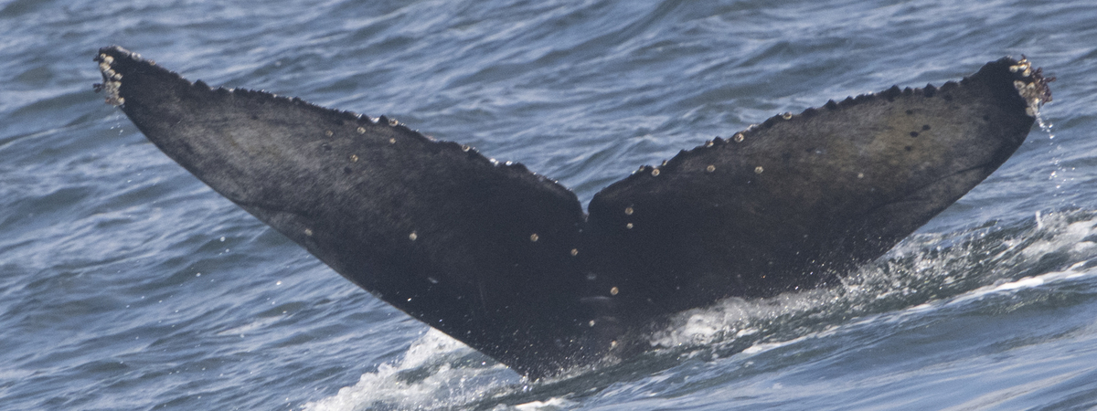 Fluke of Roxbury (California)