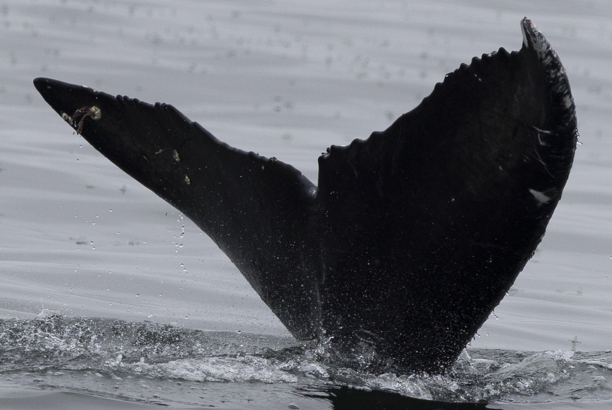 Fluke of Benko (2024-2025 calf of Blingy)