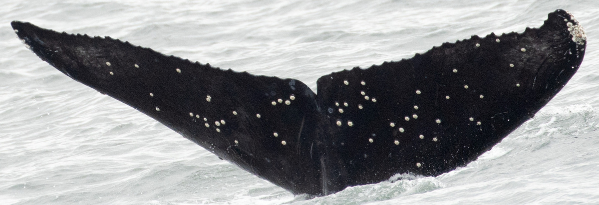 Fluke of HW-MN0503746