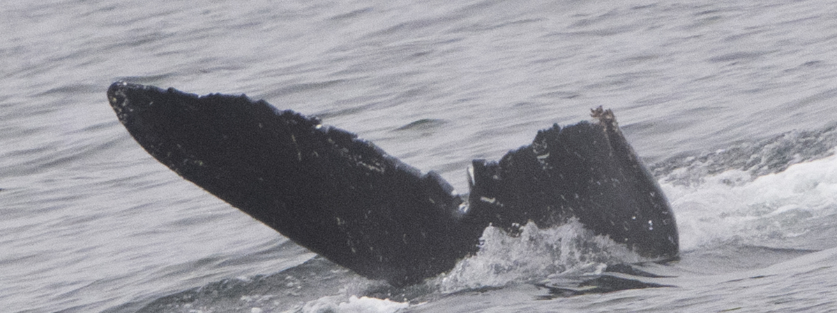 Fluke of HW-MN0503748