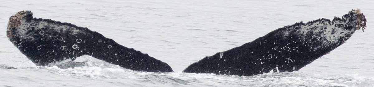 Fluke of HW-MN0503753