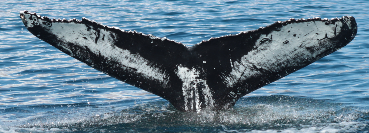 Fluke of HW-MN0104178
