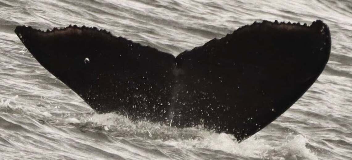 Fluke of Bullseye (2025 calf of Bullethole)