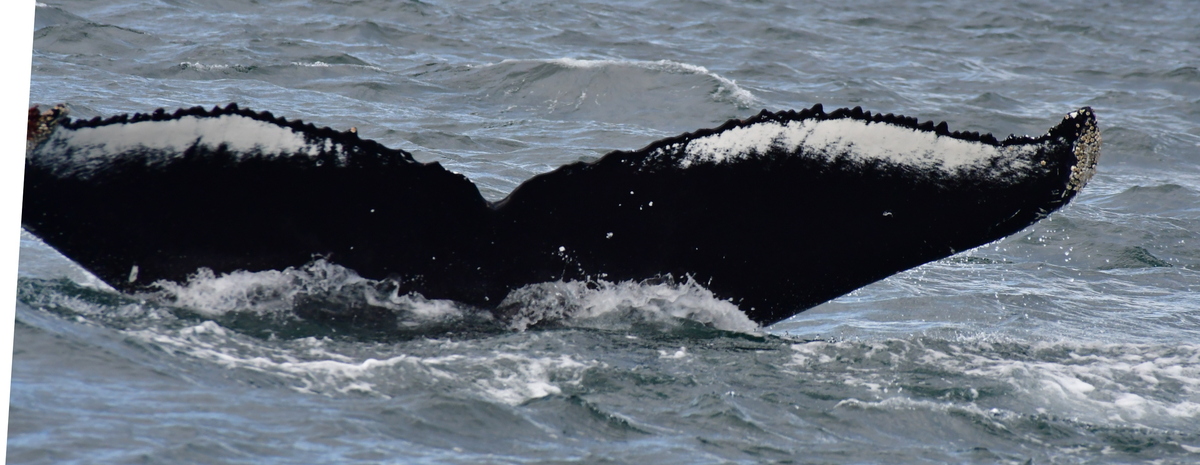 Fluke of Roni (Iceland)