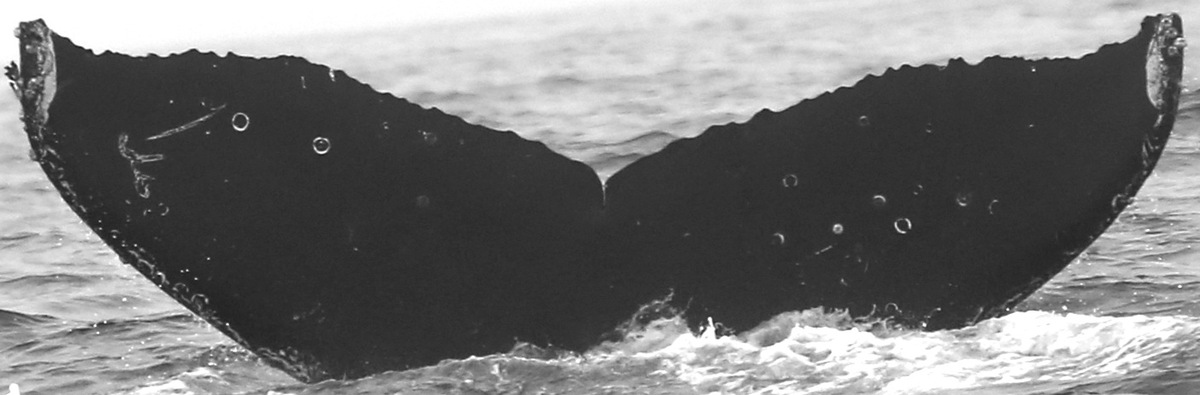 Fluke of CRC-15910