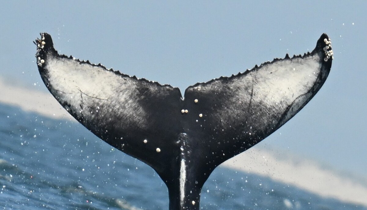 Fluke of 2024-2025 calf of Bottlenose (Monterey Bay)