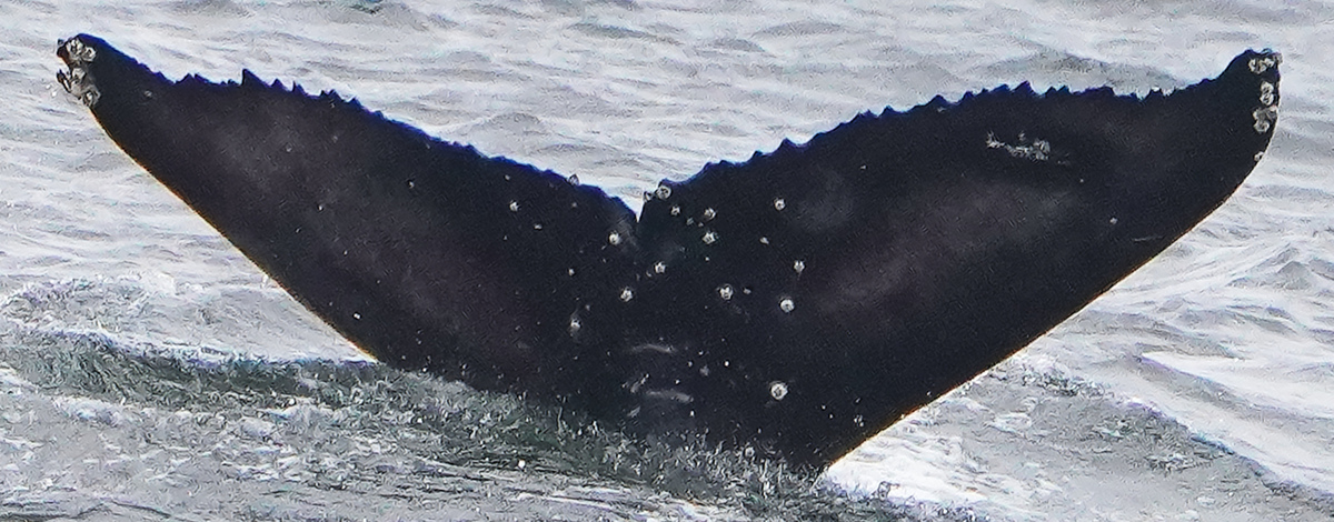 Fluke of 2024-2025 calf of CRC-15266