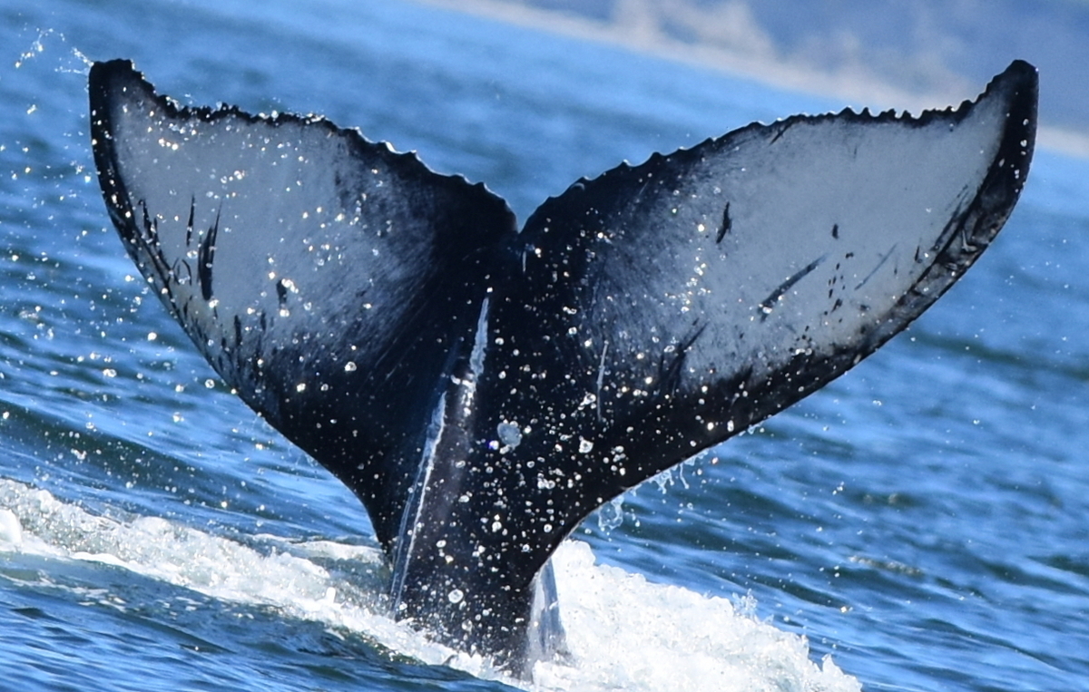 Fluke of 2025 calf of Big Mama