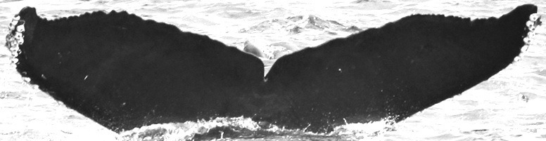Fluke of CRC-15899