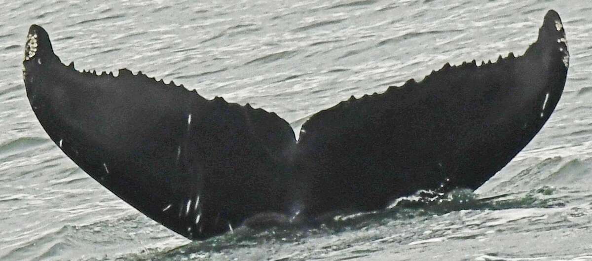 Fluke of Fritz (2025 calf of Juneauite)