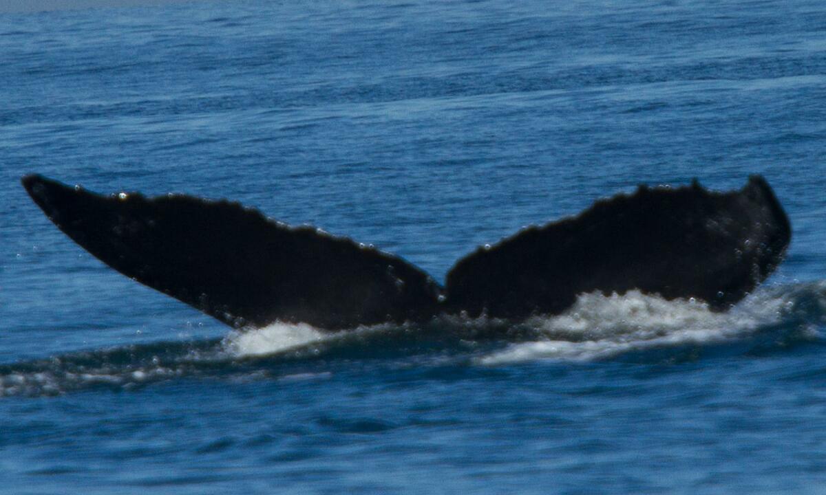 Fluke of Spike (California)