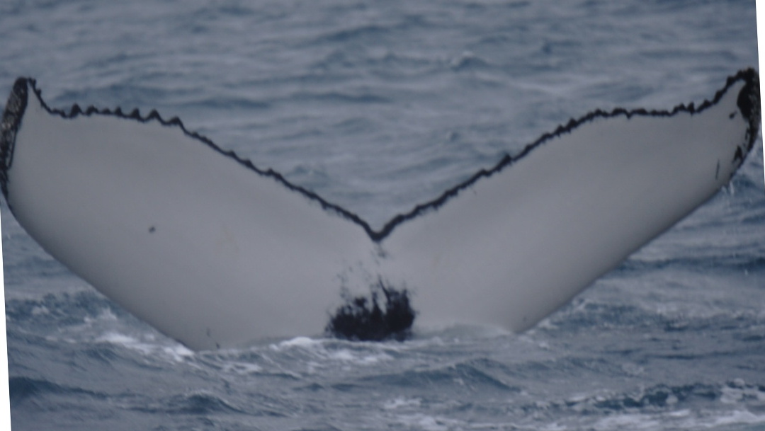 Fluke of Alisa (Husavik)