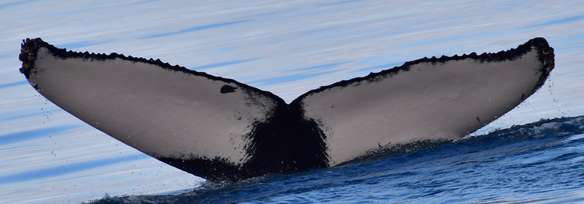 Fluke of Saskia (Husavik)