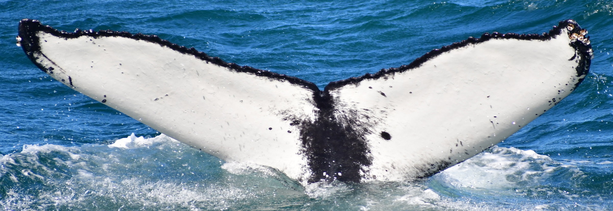 Fluke of Lorien (Husavik)