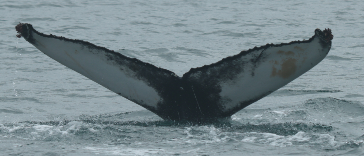 Fluke of HW-MN0104189