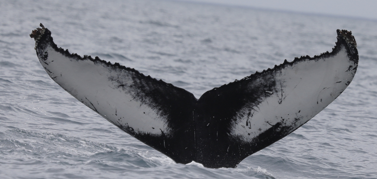 Fluke of Miriel (Husavik)
