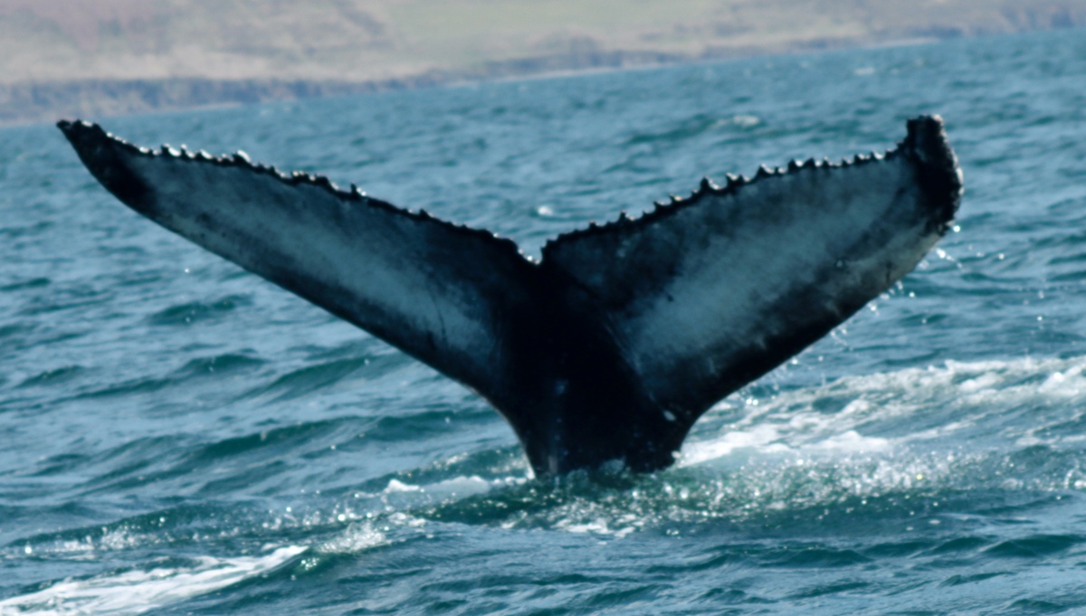 Fluke of HW-MN0104193
