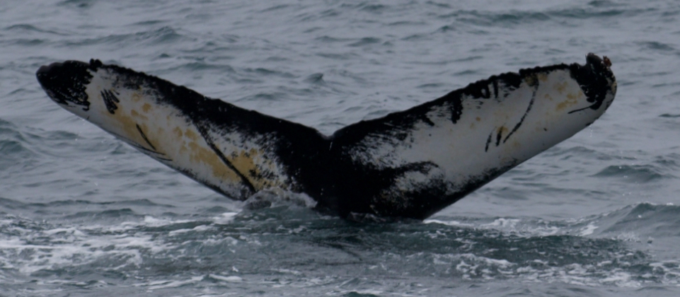 Fluke of Nazgul (Husavik)