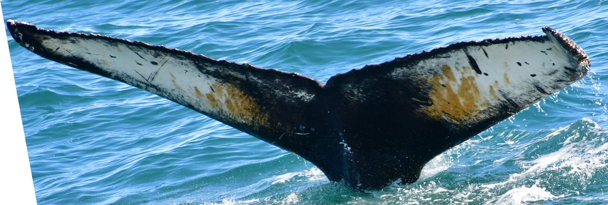 Fluke of Fili (Husavik)