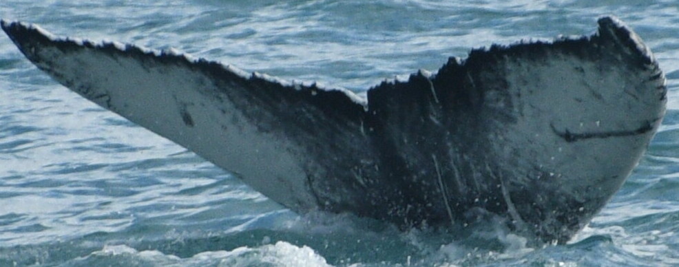 Fluke of Brian (Husavik)