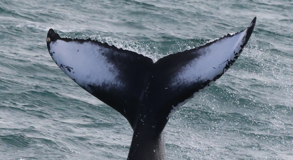 Fluke of HW-MN0104198