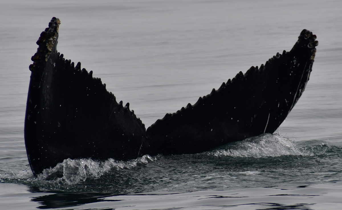 Fluke of Georgina Melaserrata (Husavik)