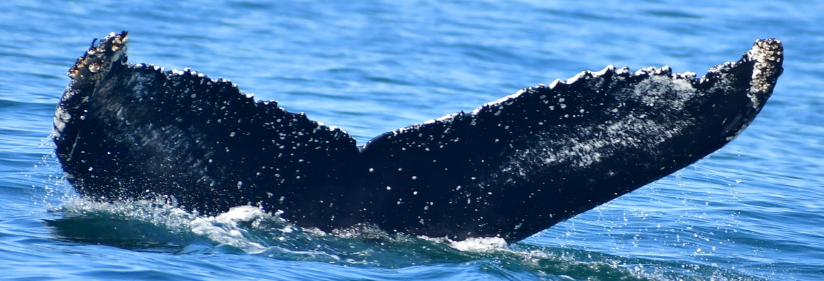 Fluke of Uma (Husavik)