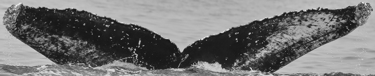 Fluke of CRC-15913