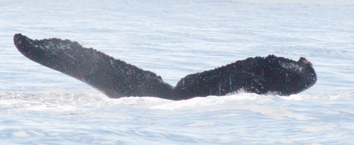 Fluke of HW-MN0445292
