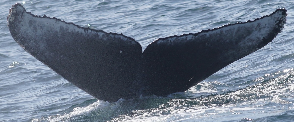 Fluke of HW-MN0503758