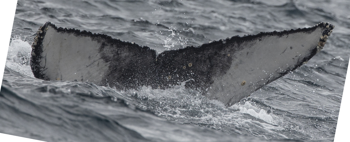 Fluke of CRC-23138