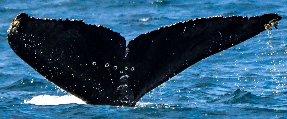 Fluke of HW-MN0503766