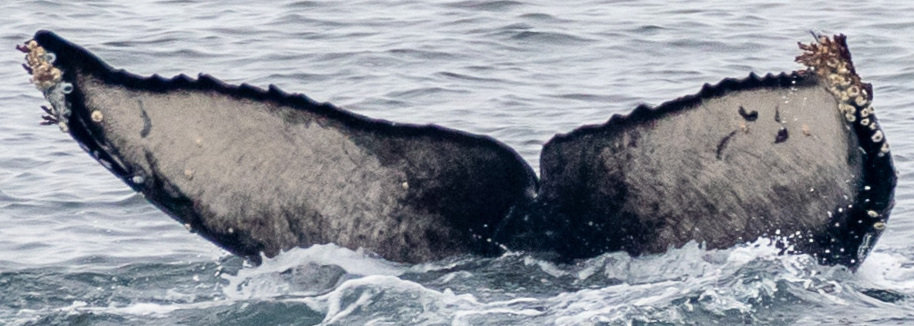 Fluke of 2024-2025 calf of CRC-12389