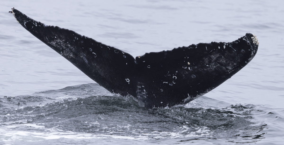 Fluke of HW-MN0503770
