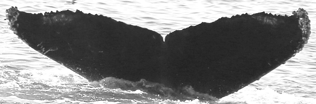 Fluke of CRC-15902