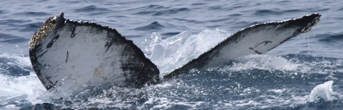Fluke of HW-MN0503772