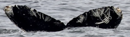 Fluke of HW-MN0510834