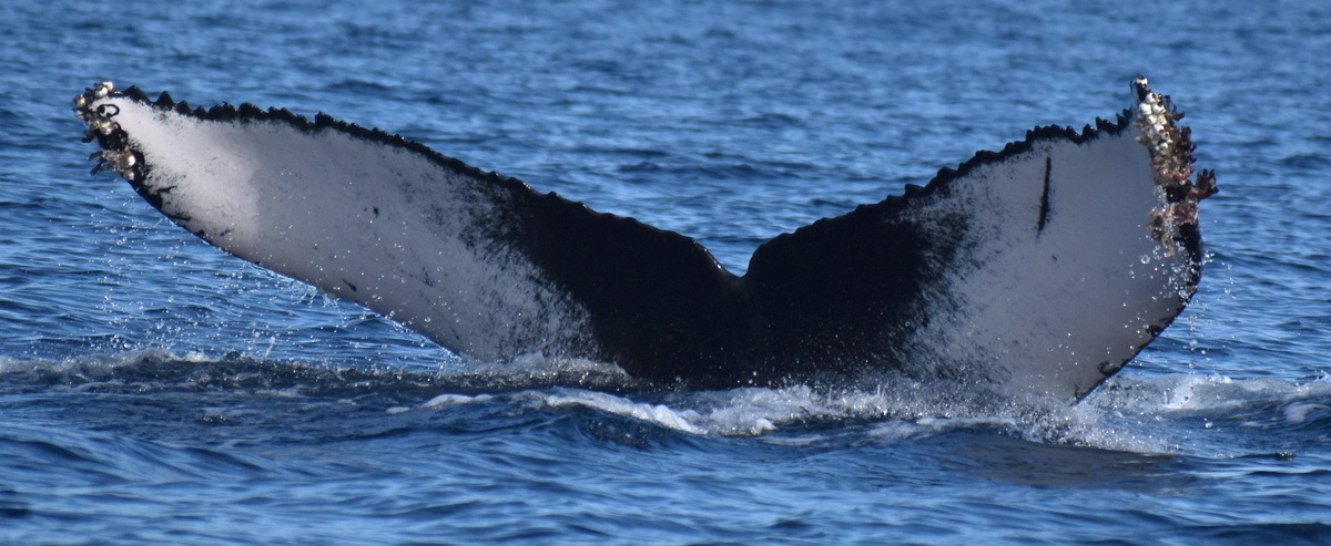 Fluke of HW-MN0524730