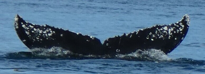 Fluke of HW-MN0524737