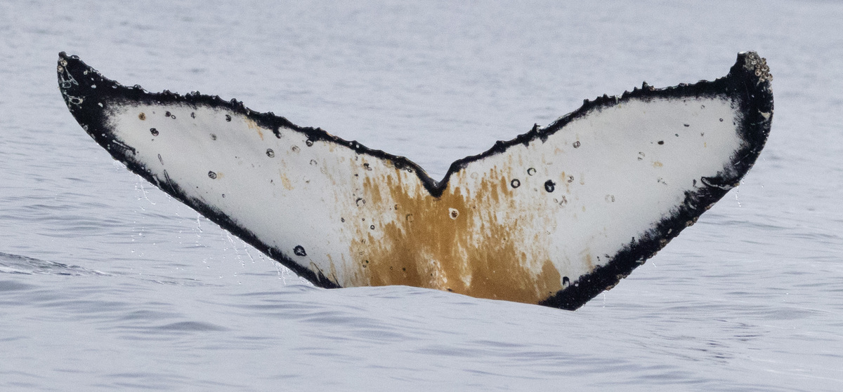 Fluke of HW-MN1307817
