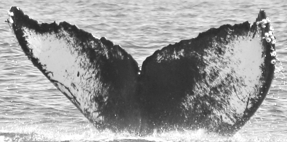 Fluke of CRC-10897