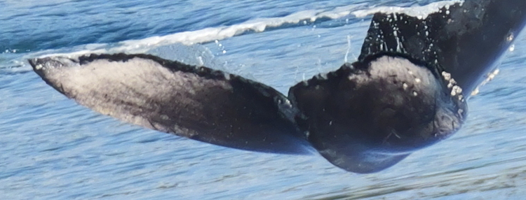 Fluke of 2025 calf of Potamus (BC)