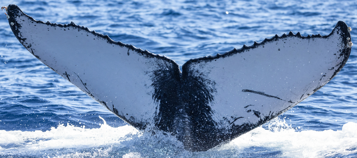Fluke of HI23_0051