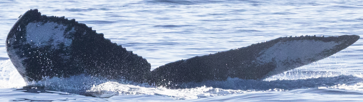 Fluke of HI23_0076