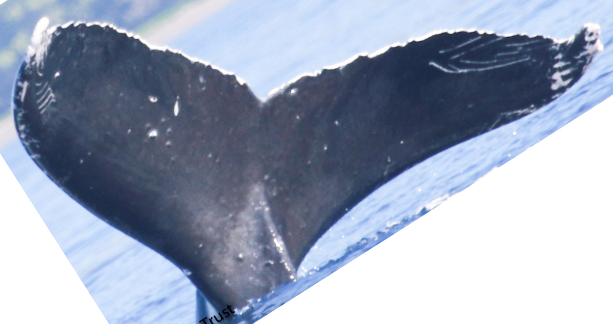 Fluke of HI23_0156