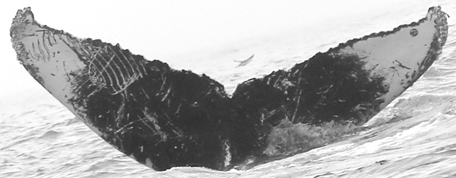 Fluke of CRC-10943